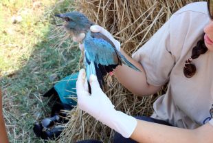 Instal·len càmeres en caixes niu dels Aiguamolls per lluitar contra els depredadors del gaig blau
