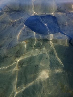 Protecció Civil alerta de la presència de mantes a les platges de Colera i Roses