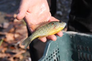 Detecten una nova espècie de peix invasor a l'estany de Banyoles