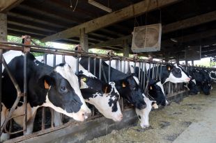 Acció Climàtica abona 11,4 MEUR per compensar a les explotacions agràries afectades per la guerra a Ucraïna
