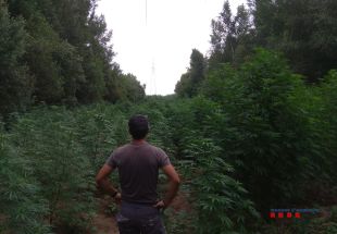 Dos detinguts i més de 8.500 plantes de marihuana comissades a l'Alt Empordà