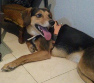 Denuncien una dona de Blanes per abandonar una gossa