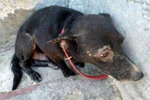 Denunciat per deixar dos gossos i un porc en condicions insalubres i desnodrits a la Jonquera