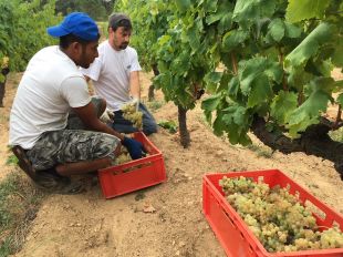 La verema s'avança a Catalunya i la producció es reduirà un 15% de mitjana