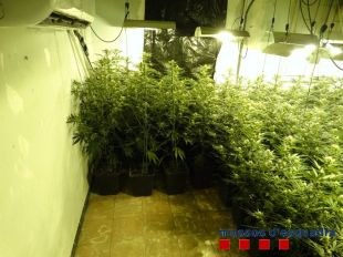 Troben 800 plantes de marihuana i arresten una persona al barri del Culubret de Figueres