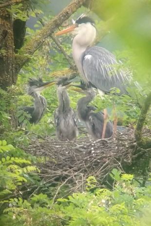 Localitzen la primera colònia de cria de bernats pescaires de les comarques gironines
