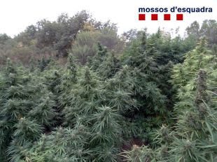 Detingut per custodiar 400 plantes de marihuana armat amb un rifle a Rabós d'Empordà 