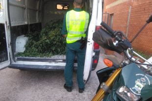 Comissen 22 plantes de marihuana de 2,5 metres d'alt en una finca de Santa Cristina d'Aro