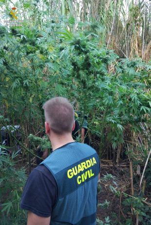 La Guàrdia Civil desmantella un cultiu amb 250 plantes de marihuana a Biure