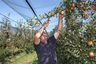 La calor fa avançar una setmana la collita de la poma de muntanya a la Cerdanya