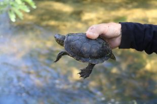 Avança la recuperació de la tortuga d'estany amb 500 exemplars alliberats els darrers 18 anys