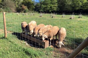 La finca d'I+D de Les Cols acull un ramat d'ovella ripollesa en perill d'extinció