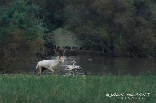 Sorpresa als Aiguamolls de l'Empordà; troben una daina blanca