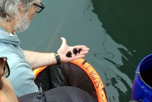 Cau un 33% la recollida de sèpia i el calamar per a la seva recuperació respecte 2017