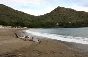 Apareix un dofí amb les aletes amputades i l'estomac obert a Roses