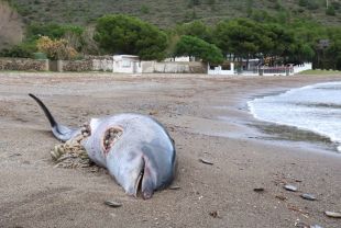 Reclamen que s'investigui la mort del dofí aparegut mutilat a Roses 