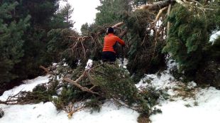 Netejen el Parc Natural del Cadí-Moixeró d'arbres caiguts pel temporal
