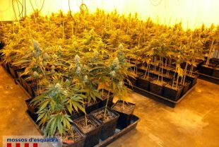 Localitzen 300 plantes de marihuana al jardí d'una casa a Llagostera