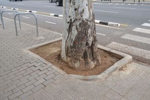 Girona destinarà prop de 100.000 euros a enjardinar més de 1.500 escocells de la ciutat