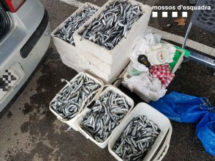 Intervingudes a Blanes més de 100 quilos d’anxoves d'origen desconegut