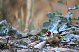 Un estudi determinarà com afecten als ocells les llavors tractades amb agroquímics