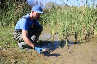 La població de tortugues exòtiques a l'Estany de Banyoles es redueix un 90% en vuit anys
