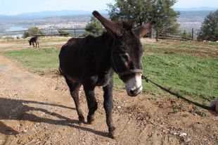Agricultura destina gairebé 300.000 euros a la preservació de races autòctones catalanes
