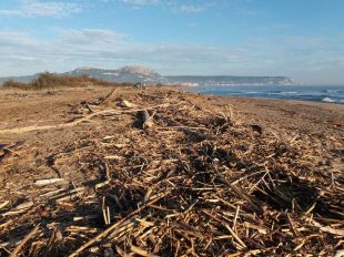 Finalitza la neteja de les platges afectades pel temporal de novembre a Torroella