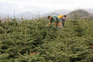 Primer rebrot des de la crisi en les vendes d'avets de Nadal