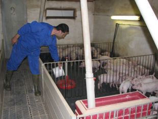 JARC alerta que el 65% de les granges de truges poden desparèixer 
