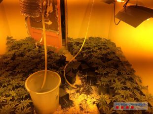 Localitzen més de 800 plantes de marihuana en un pis al Culubret a Figueres