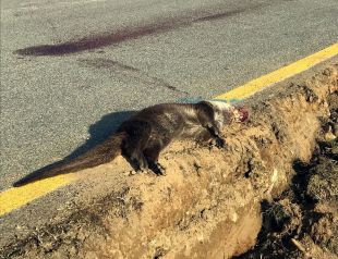 Apareix una llúdriga atropellada en les obres d'ampliació de la carretera dels Aiguamolls