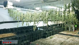 Intervenen a Forallac més d'un milió d'euros en cabdells de marihuana