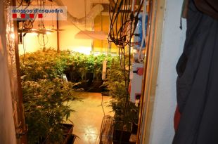 Tres detinguts i 338 plantes de marihuana localitzades en dues plantacions a Lloret de Mar