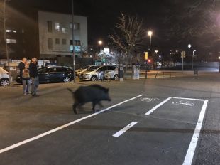Troben un porc senglar passejant pel centre de Girona