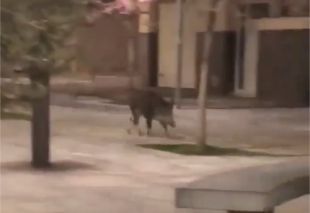 Troben un senglar passejant pel centre de Roses