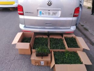 Detingut un home que duia 755 plantes de marihuana dins la furgoneta a Girona