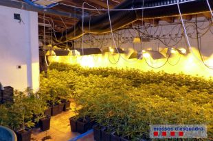 Tres detinguts per cultivar 639 plantes de marihuana en una casa a Mas Llunès de Bescanó