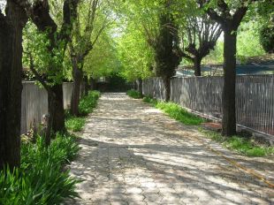 PACMA denuncia maltractaments en un criador de gossos de Serinyà