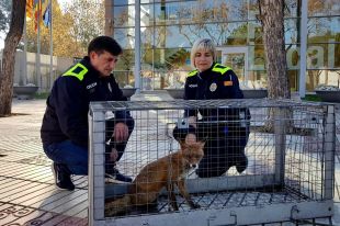 La policia de Platja d'Aro captura una guilla que havia entrat al galliner d'una casa