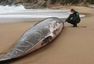 La balena localitzada a Tossa va morir envestida per un vaixell