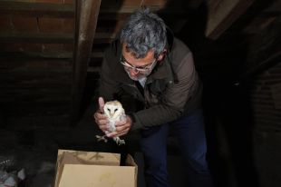 Sant Hilari Sacalm acull dues cries d’òliba al campanar de l’església