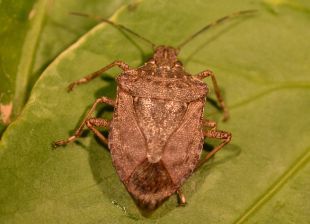 Detecten a Ripoll un insecte asiàtic que afecta arbres fruiters i ornamentals 