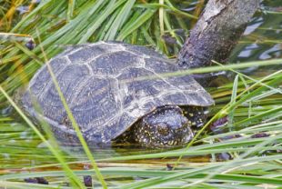 El Parc Natural dels Aiguamolls alliberarà una desena de tortugues d'estany 