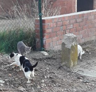 L'Ajuntament de la Bisbal porta un any sense capturar i esterilitzar gats abandonats