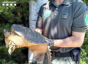 Capturen una tortuga mossegadora que algú havia alliberat a Vidreres