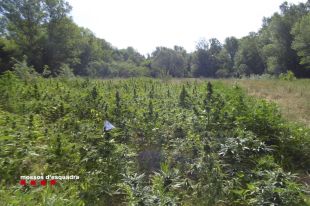 Sis detinguts i desmantellades cinc plantacions de marihuana a l'Alt Empordà 