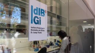 Investigadors de l'IDIBGI demostren la vinculació entre els microbis intestinals i la memòria recent