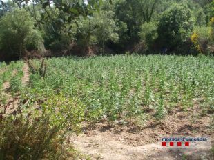 Dos detinguts i localitzades més de 5.000 plantes de marihuana al Baix Empordà