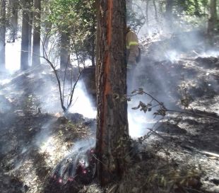 Un foc crema uns 1.850 metres quadrats de bosc a Campdevànol 